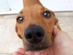 Cachorro raça SRD idade 7 a 11 meses nome Costelinha