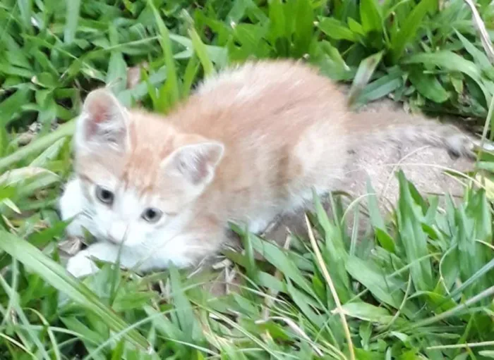 Gato ra a Indefinida idade 2 a 6 meses nome Não há