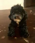 TOY