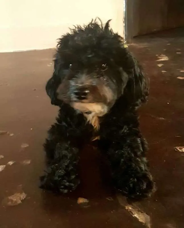 Cachorro raça POODLE idade 2 anos nome TOY