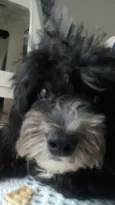 TOY