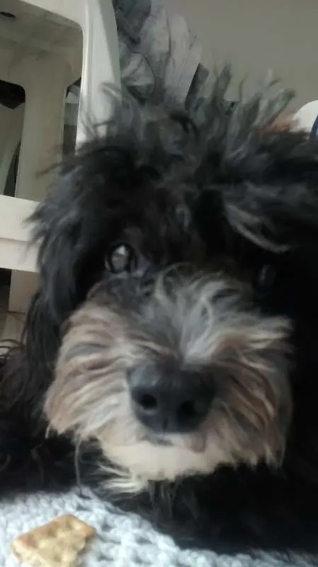 Cachorro raça POODLE idade 2 anos nome TOY