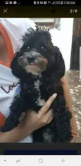 TOY