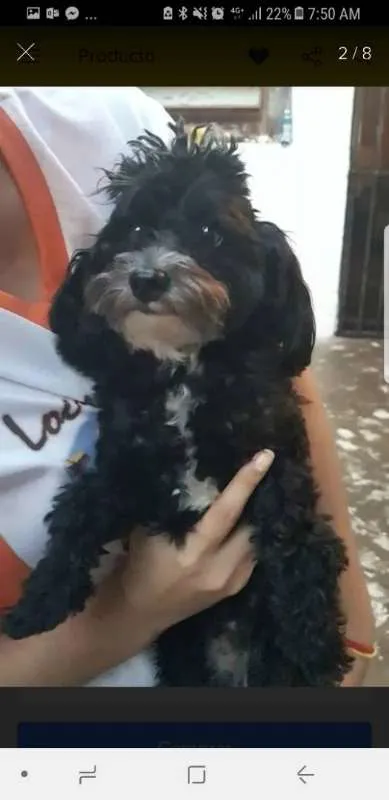 Cachorro raça POODLE idade 2 anos nome TOY