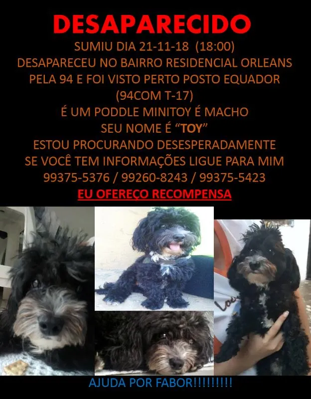 Cachorro raça POODLE idade 2 anos nome TOY