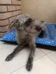 Amora
