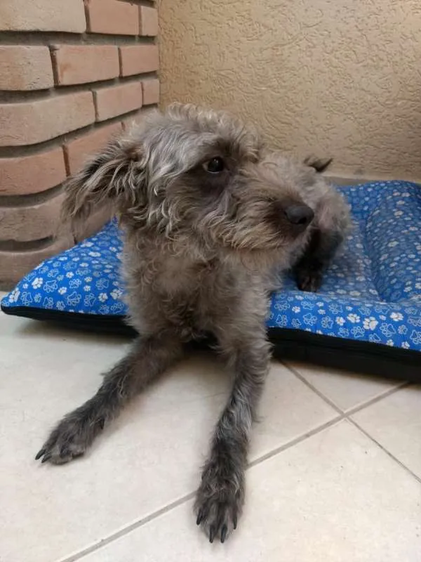 Cachorro ra a SRD idade 1 ano nome Amora
