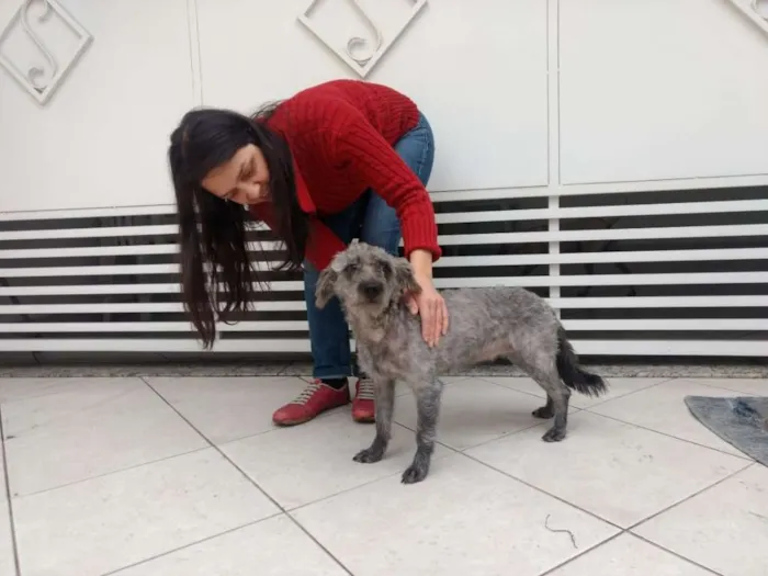Cachorro ra a SRD idade 1 ano nome Amora