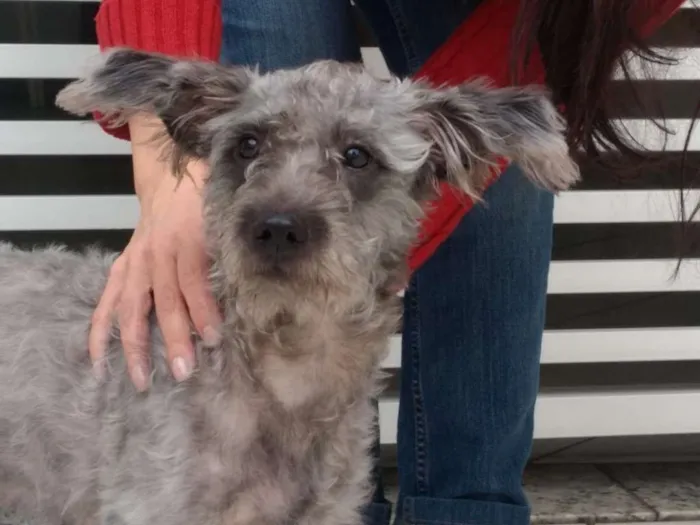 Cachorro ra a SRD idade 1 ano nome Amora