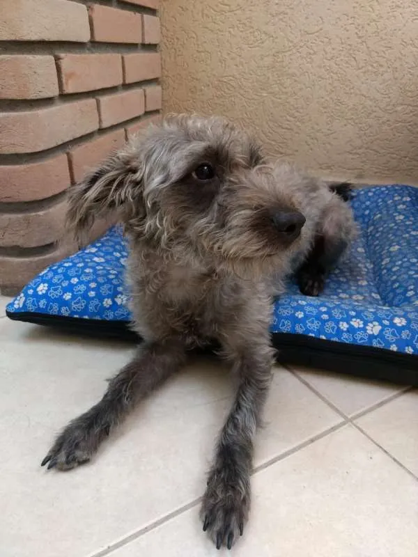 Cachorro ra a SRD idade 1 ano nome Amora