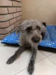 Amora