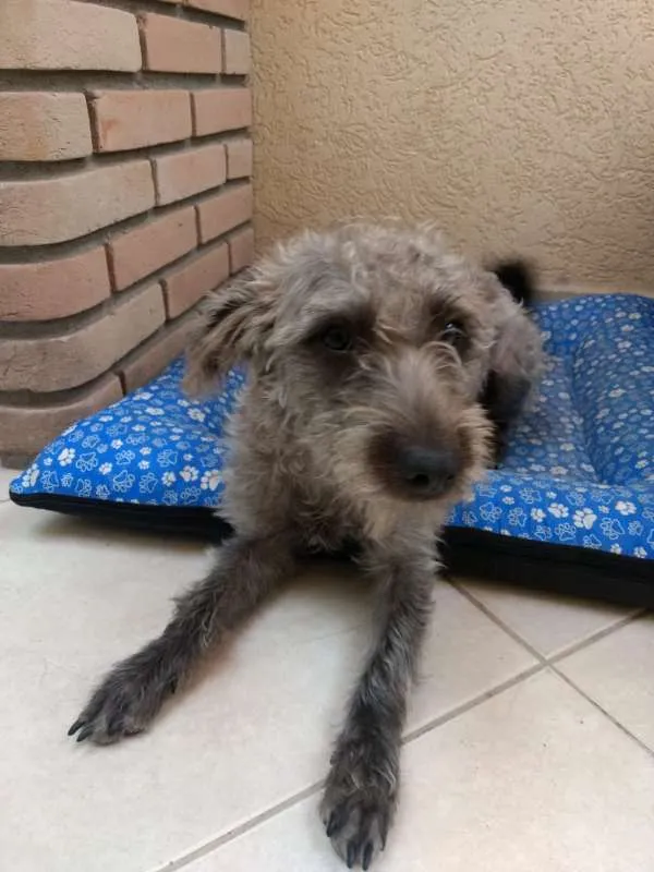 Cachorro ra a SRD idade 1 ano nome Amora