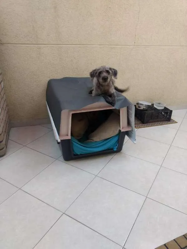 Cachorro ra a SRD idade 1 ano nome Amora