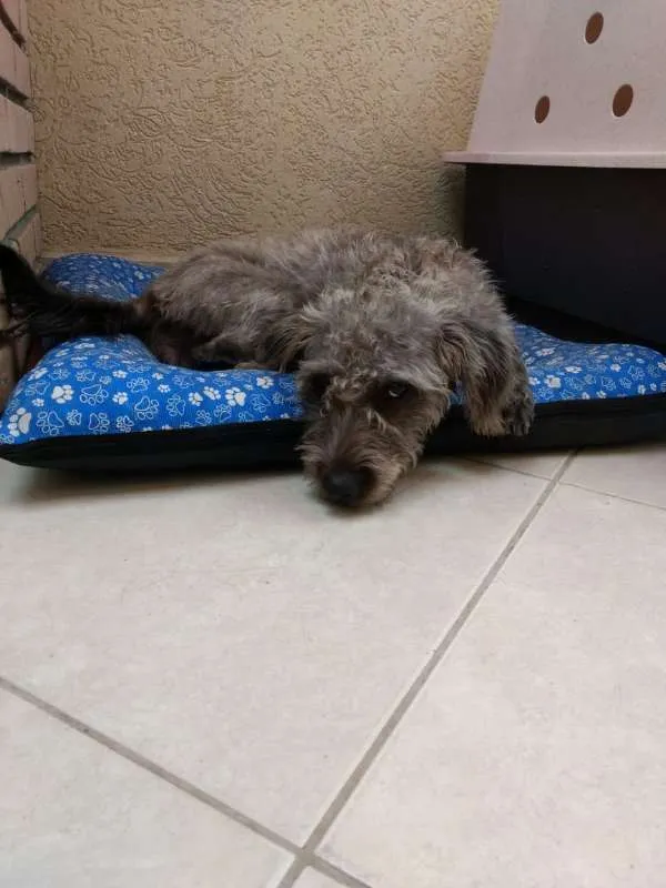 Cachorro ra a SRD idade 1 ano nome Amora