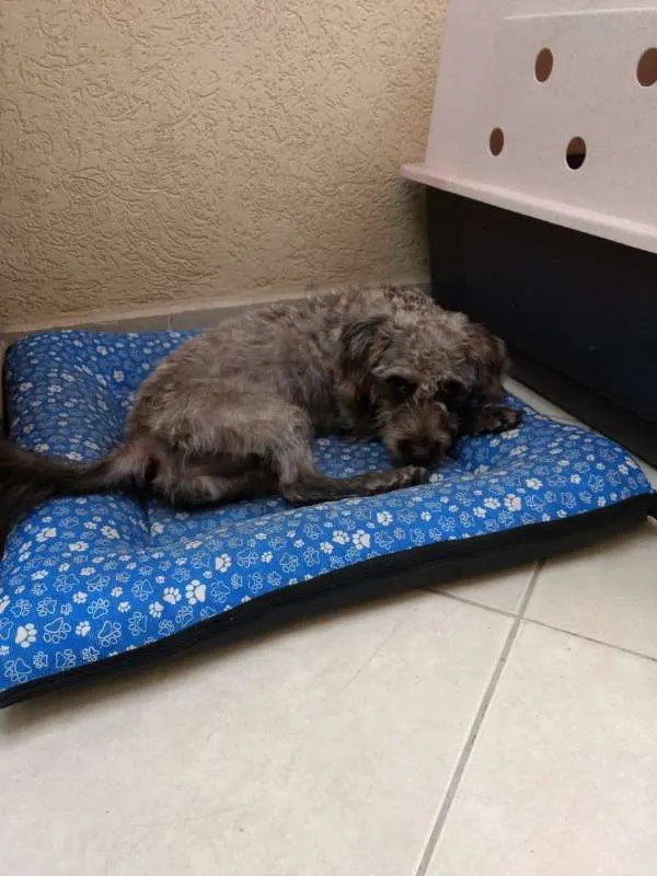 Cachorro ra a SRD idade 1 ano nome Amora