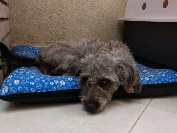 Cachorro ra a SRD idade 1 ano nome Amora