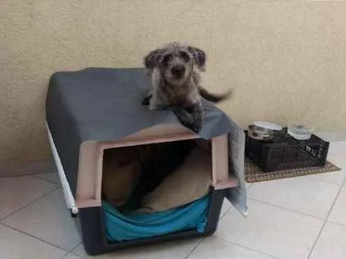 Cachorro ra a SRD idade 1 ano nome Amora