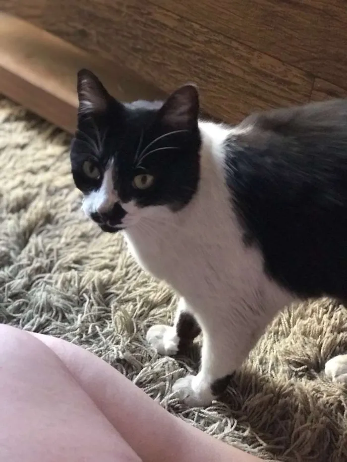 Gato ra a Vira Lata  idade 1 ano nome Gatinha 