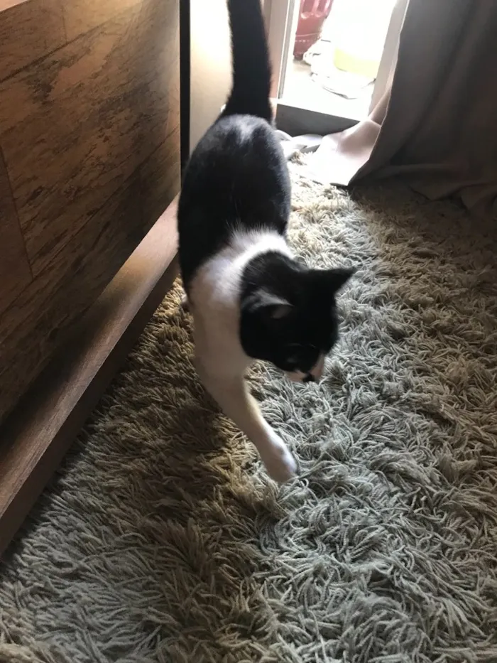 Gato ra a Vira Lata  idade 1 ano nome Gatinha 