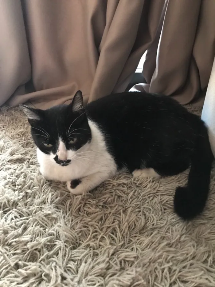 Gato ra a Vira Lata  idade 1 ano nome Gatinha 