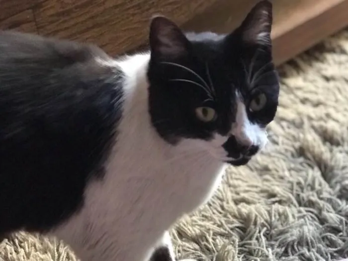 Gato ra a Vira Lata  idade 1 ano nome Gatinha 