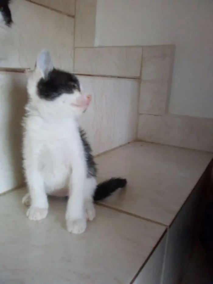Gato raça  idade Abaixo de 2 meses nome Sem nome