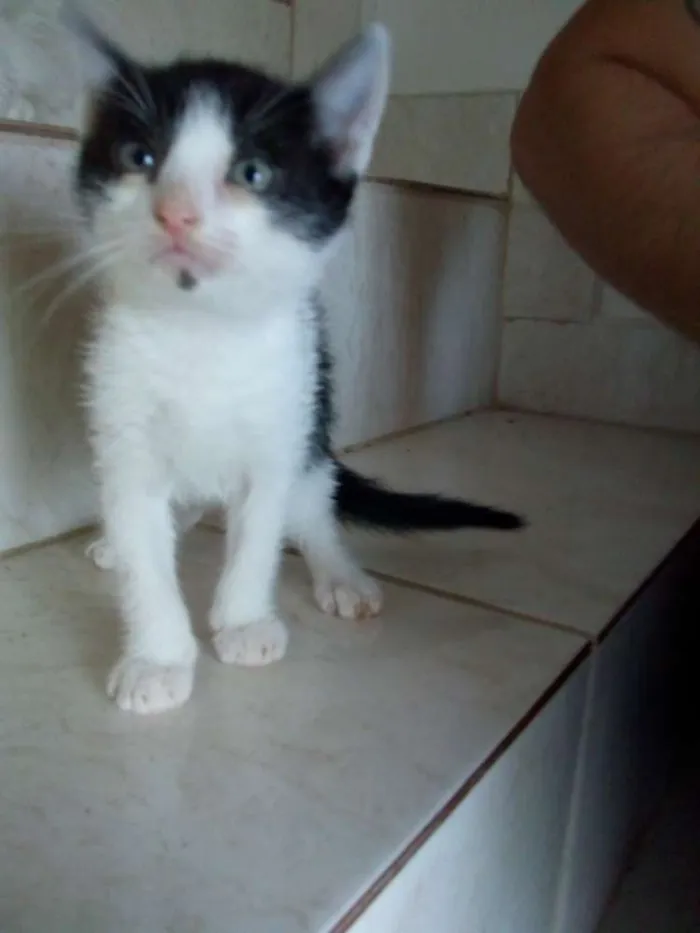 Gato raça  idade Abaixo de 2 meses nome Sem nome