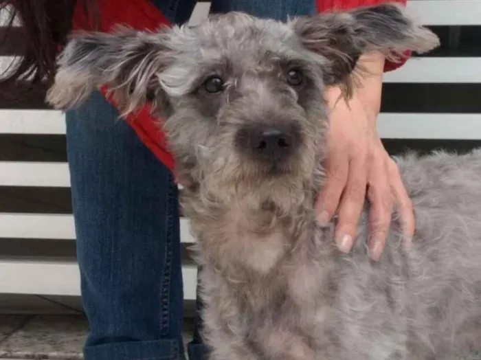 Cachorro ra a SRD idade 1 ano nome Amora