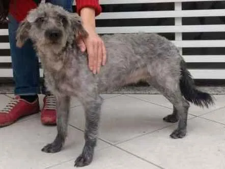 Cachorro ra a SRD idade 1 ano nome Amora