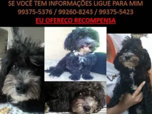 Cachorro raça POODLE idade 2 anos nome TOY