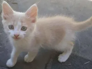 Gato raça Indefinida idade 2 a 6 meses nome Não há