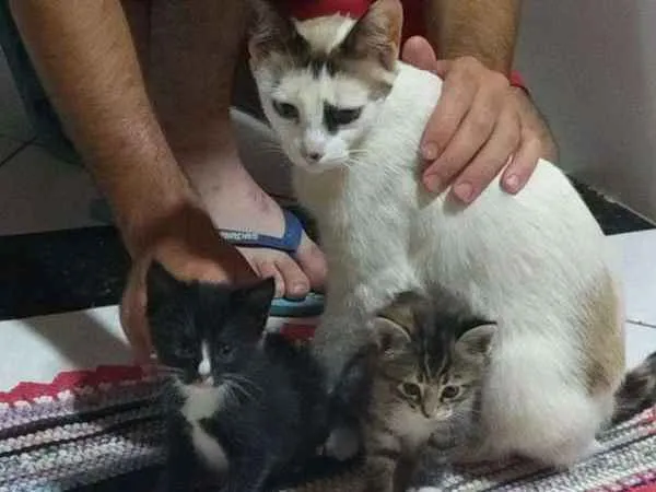 Gato raça  idade Abaixo de 2 meses nome gatinha