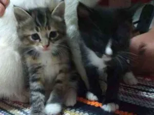 Gato raça  idade Abaixo de 2 meses nome gatinha