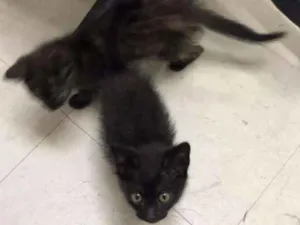 Gato raça SRD idade Abaixo de 2 meses nome Um casalzinho de gat