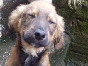 Cachorro raça Vira-lata idade 2 a 6 meses nome Sem nomes
