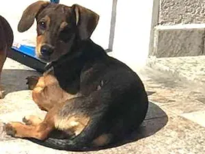 Cachorro raça Mistura vira-lata com bace  idade 2 a 6 meses nome Amora