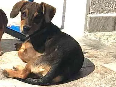 Cachorro ra a Mistura vira-lata com bace  idade 2 a 6 meses nome Amora