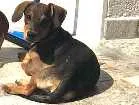 Cachorro raça Mistura vira-lata com bace  idade 2 a 6 meses nome Amora