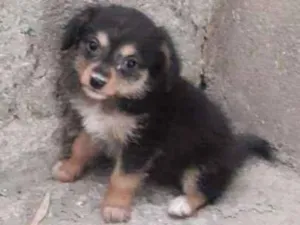Cachorro raça Filhote de pinsher idade 2 a 6 meses nome Não possui