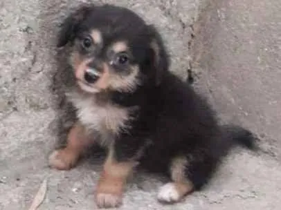 Cachorro ra a Filhote de pinsher idade 2 a 6 meses nome Não possui