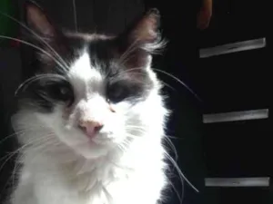 Gato raça gato de rua idade 2 anos nome Mutano