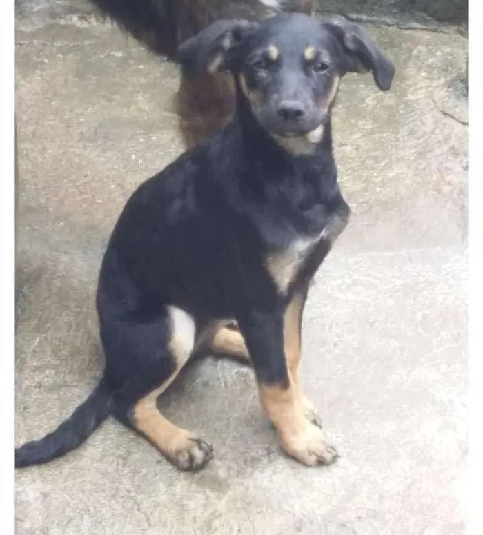 Cachorro ra a Vira lata idade 2 a 6 meses nome Sem nome