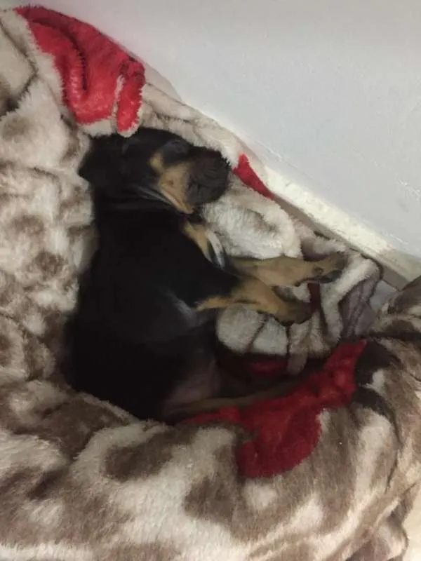 Cachorro raça Rottweiler idade Abaixo de 2 meses nome Céu