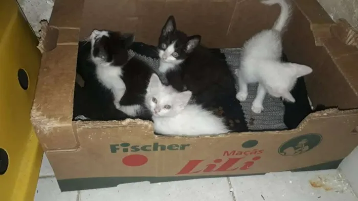 Filhotes Abandonados