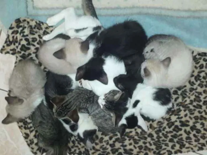 Gato raça SRD idade Abaixo de 2 meses nome Filhotes Abandonados