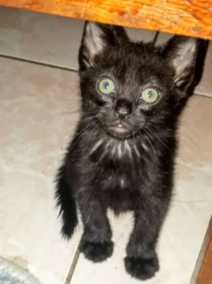 Gato raça SRD idade Abaixo de 2 meses nome Filhotes Abandonados