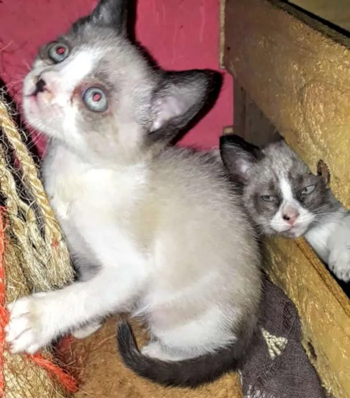 Gato raça SRD idade Abaixo de 2 meses nome Filhotes Abandonados