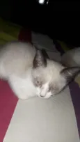 Gato raça SRD idade Abaixo de 2 meses nome Filhotes Abandonados