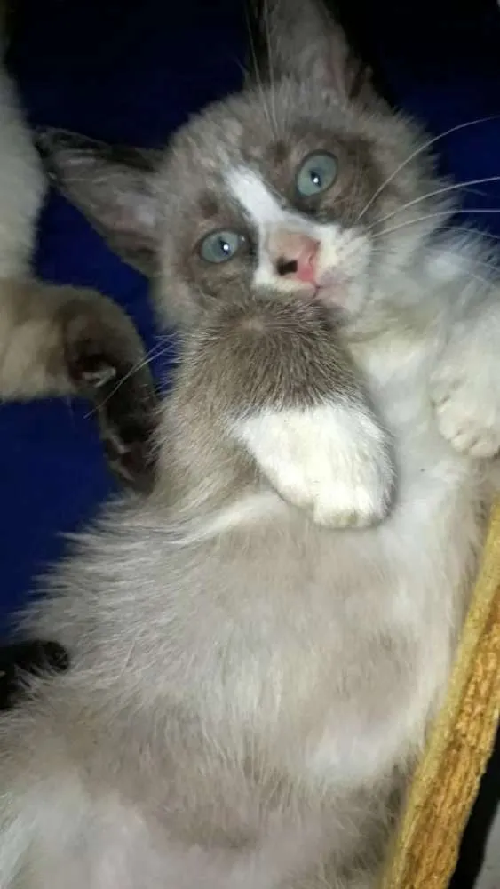 Gato raça SRD idade Abaixo de 2 meses nome Filhotes Abandonados