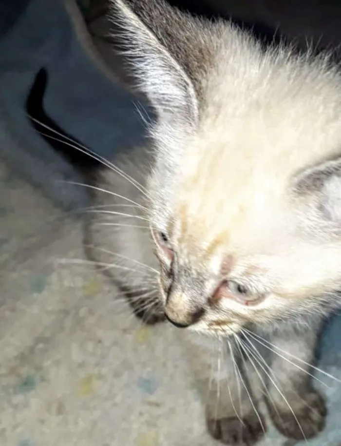 Gato raça SRD idade Abaixo de 2 meses nome Filhotes Abandonados